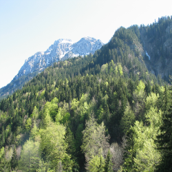 Neuschwanstein  Picture 083.jpg